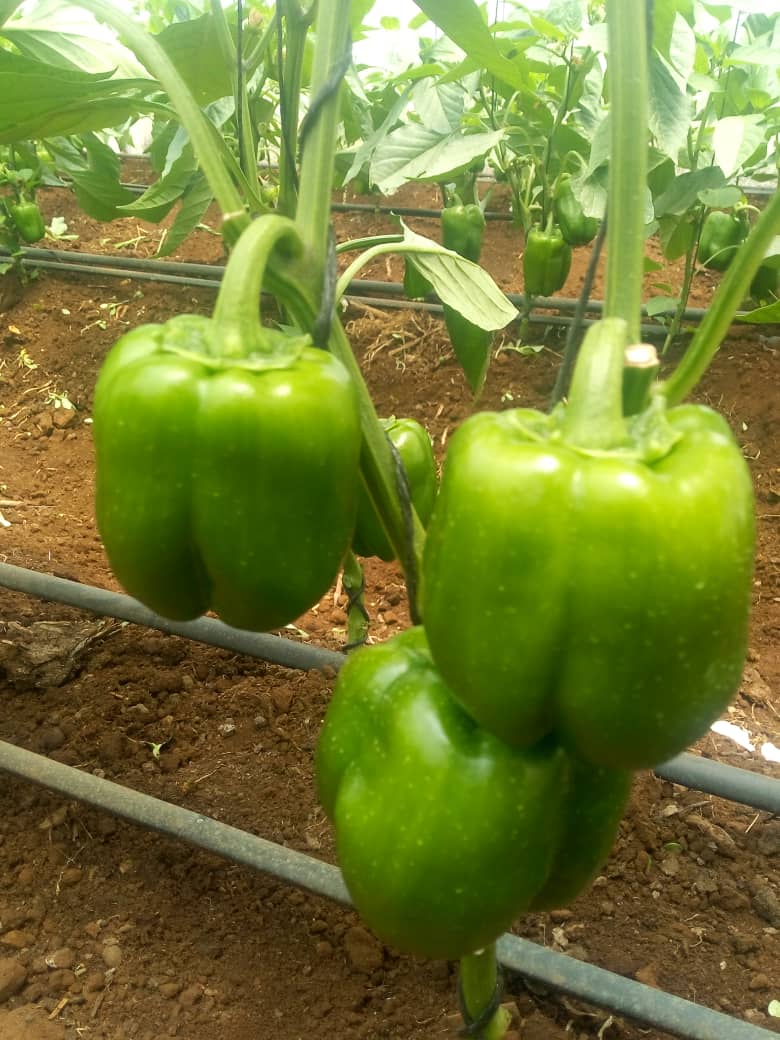 Drip Irrigation Installation